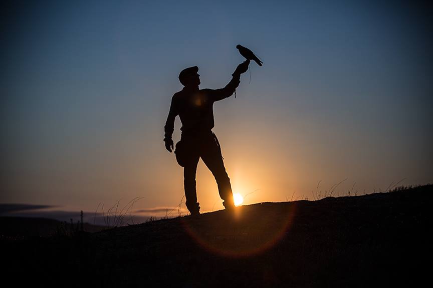 protecting wine grapes at the last light