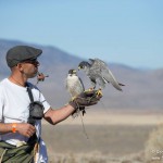 Flying a cast of peregrine falcons