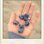 Export quality blueberries