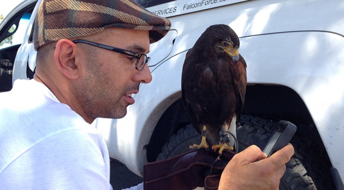 Vahe' calling the lost Harris Hawk's owner.