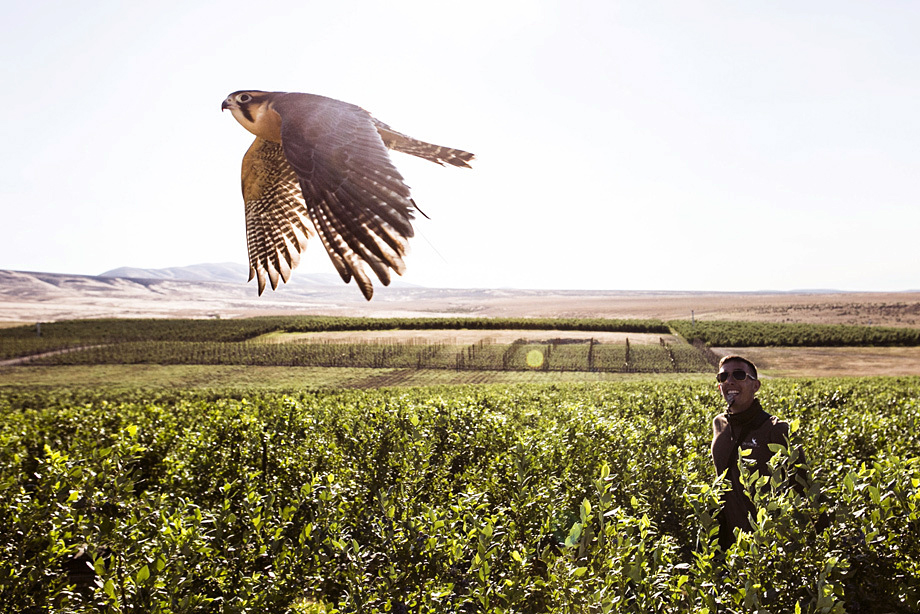 Aplogmado falcon in flight