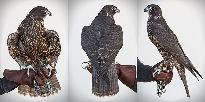 BLIGHT - Juvenile Male Gyr/Peregrine Hybrid Falcon