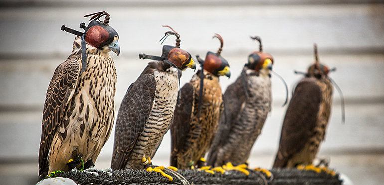 Raptors Used For Bird Abatement Falcon Force