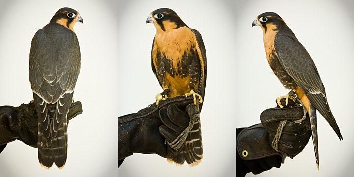 JFK - 1 year old male Aplomado Falcon