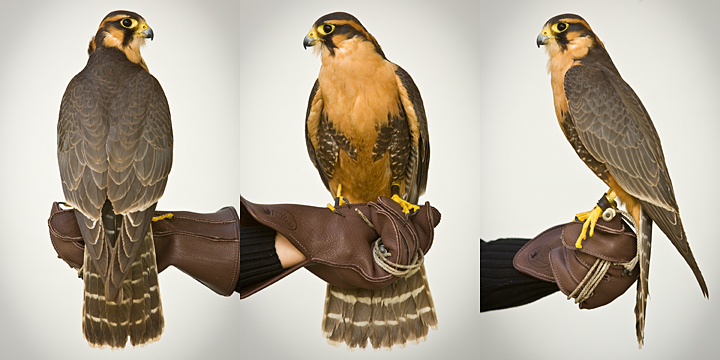 PEPPER - 1 year old female Aplomado Falcon