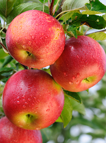 Red-apples-Washington