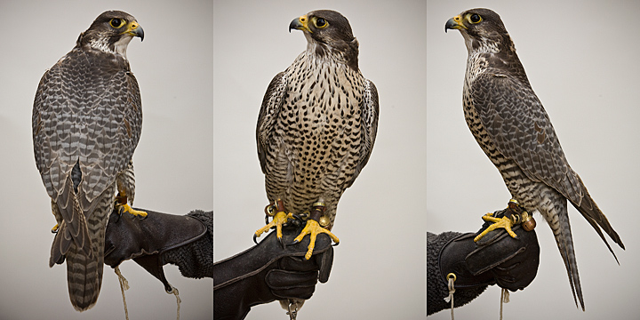 ACE 4 year old male Gyr/Peregrine Hybrid