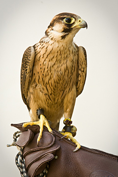 barbary falcon