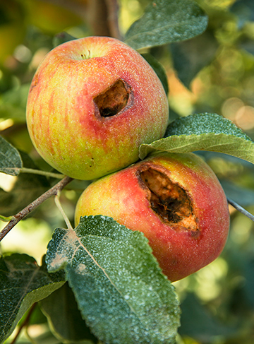 bird-dameged-apples-washington