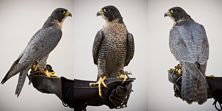 GENGHIS - 2 year old male peregrine falcon