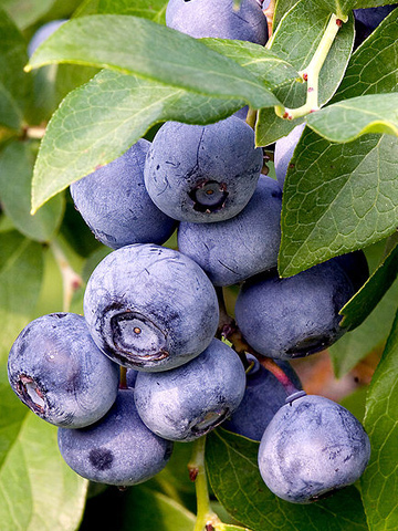 healthyblues