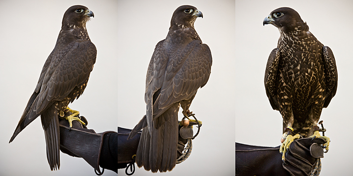 RINGO - 1 year old male Gyr/Peregrine Hybrid