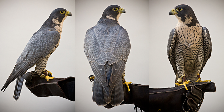 SHAMAN - 2 year old male peregrine falcon